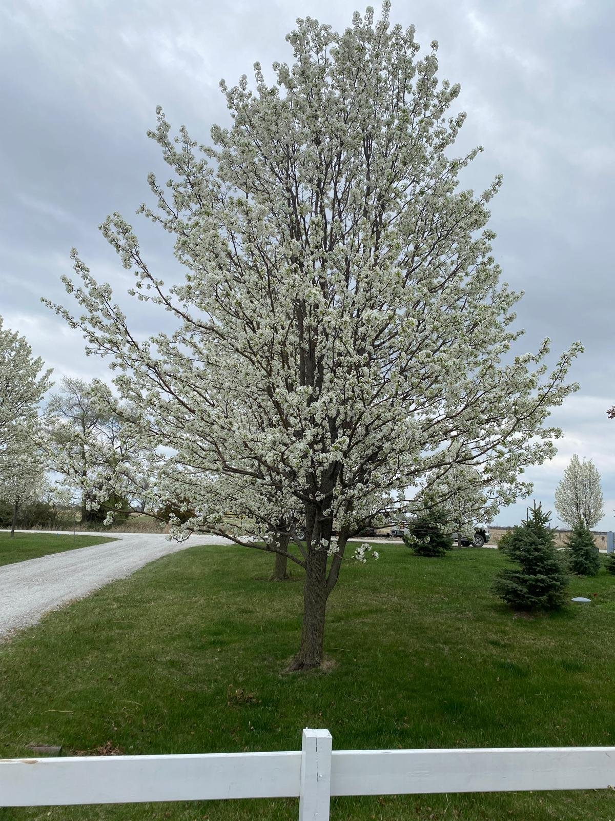 Jorge's Lawn and Landscaping LLC (151)